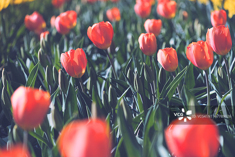 荷兰的红色郁金香图片素材