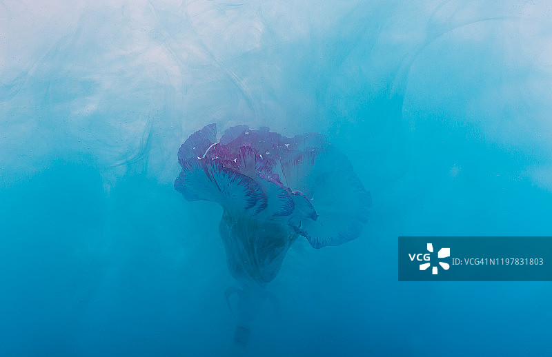 蓝色墨水飞溅的康乃馨花朵图片素材