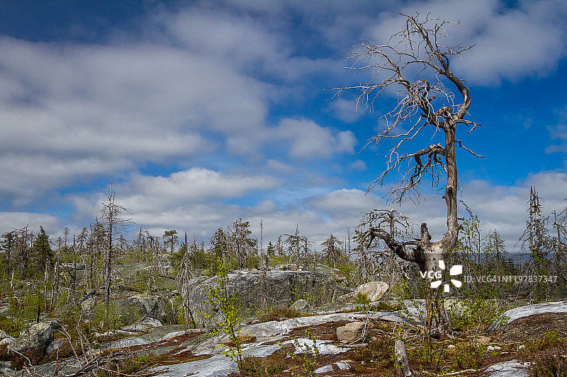 山顶荒地上的干枯扭曲的树。俄罗斯卡累利阿沃托瓦拉山火灾后图片素材