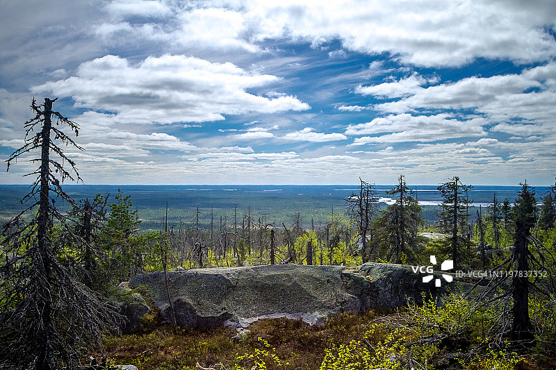 山顶荒地上的干枯扭曲的树。俄罗斯卡累利阿沃托瓦拉山火灾后图片素材