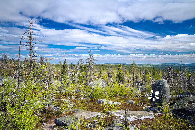 山顶荒地上的干枯扭曲的树。俄罗斯卡累利阿沃托瓦拉山火灾后图片素材