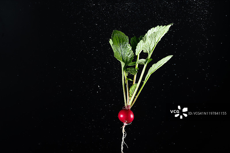 空中飞舞的樱桃萝卜图片素材