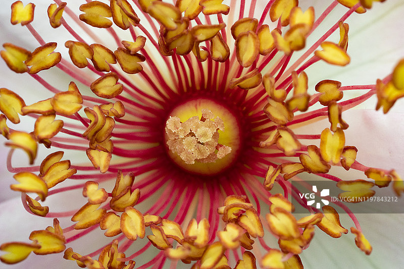 红色和黄色花粉与白色花瓣特写图片素材