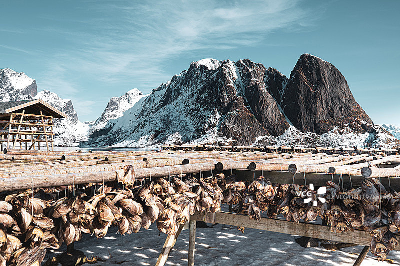 挪威罗弗敦群岛阳光明媚的一天：鳕鱼干图片素材