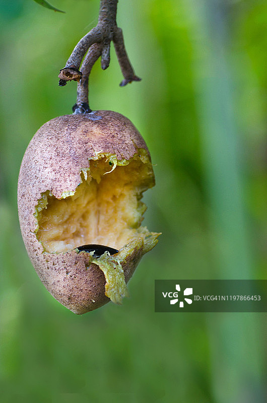 树枝上被鸟吃过的番荔枝图片素材