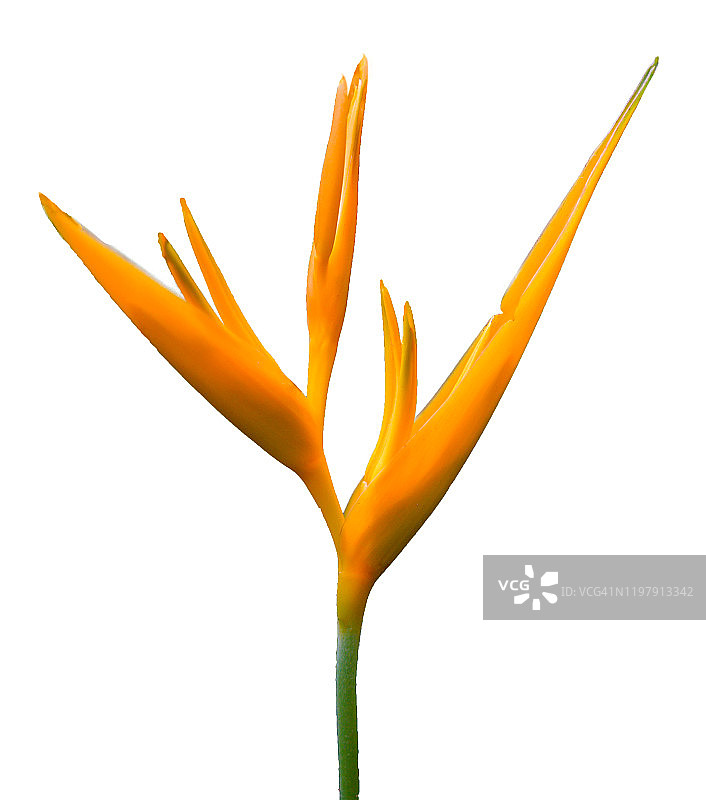 白色背景下的鹤望兰图片素材