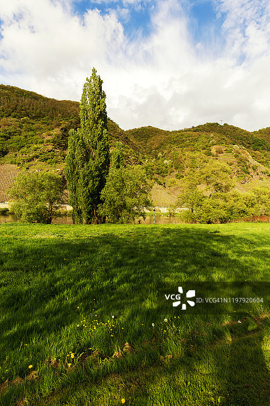 草坪、树木和山脉图片素材