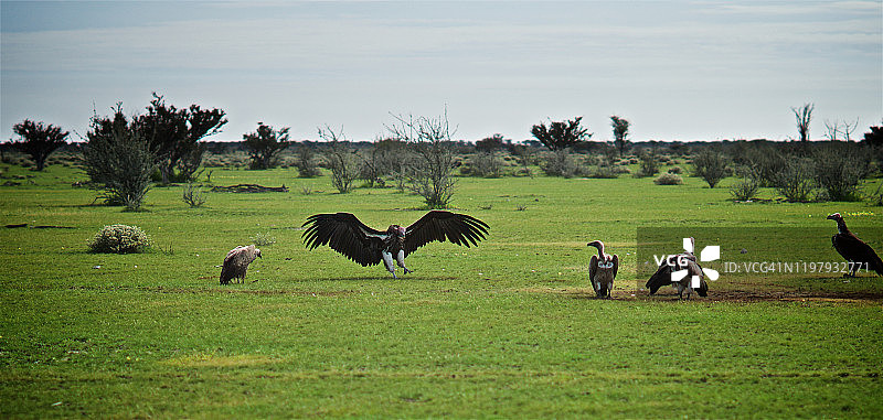 秃鹫正在食用斑马残骸，埃托沙国家公园，纳米比亚图片素材