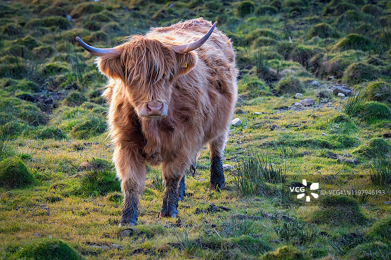 苏格兰高地高地牛图片素材