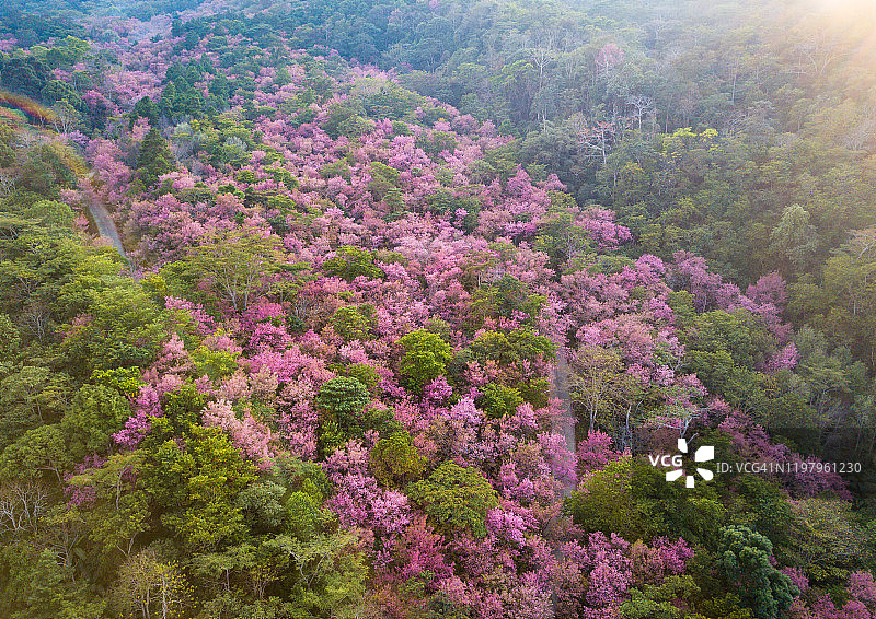 泰国清莱府Phu Chi Fah森林公园山丘上樱花盛开的鸟瞰图图片素材