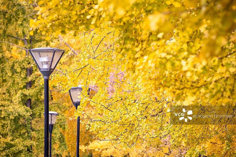 银杏树下的街灯与秋季黄叶图片素材