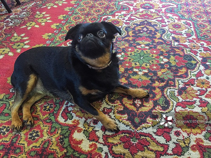 resting on floor carpet图片素材