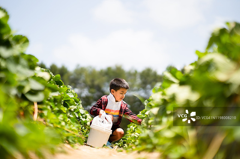采摘草莓待办事项清单图片素材