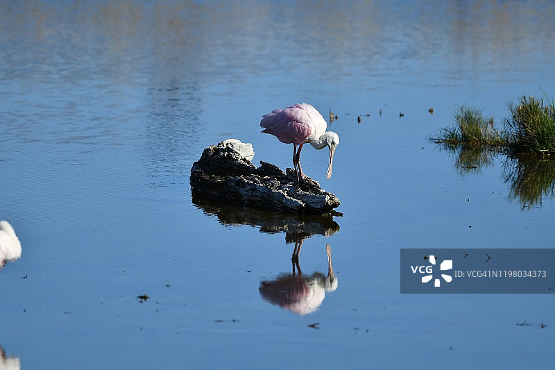 德克萨斯州的琵鹭倒影图片素材