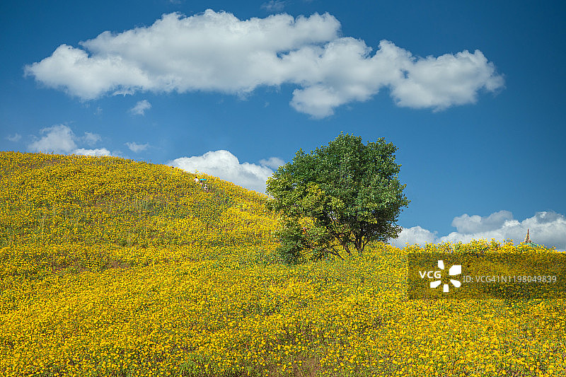 盛开的墨西哥向日葵与蓝天图片素材
