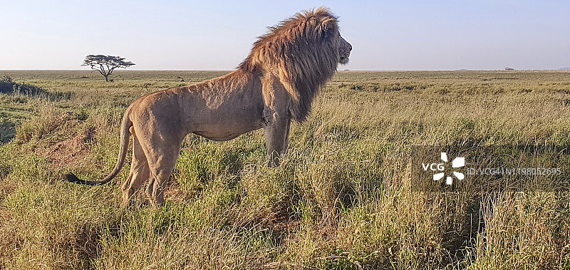 寻找猎物的大狮子图片素材