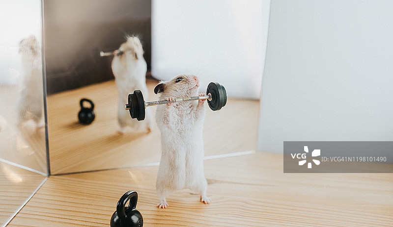 举重仓鼠图片素材