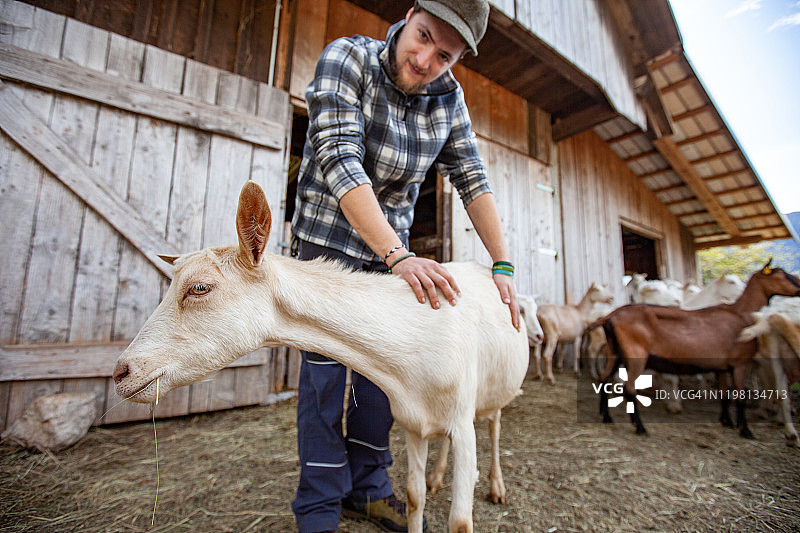 快乐的年轻农民抚摸着他的家养山羊的背部图片素材