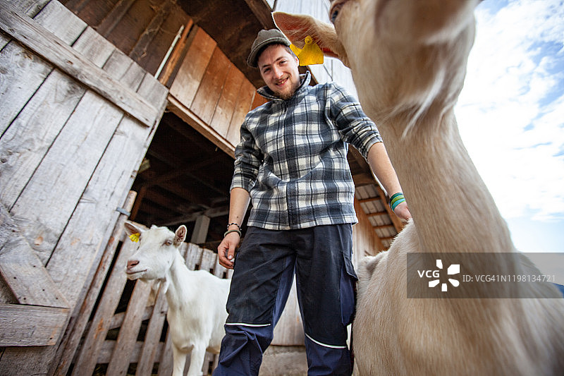 仰视视角：快乐的男人与家养山羊合影图片素材