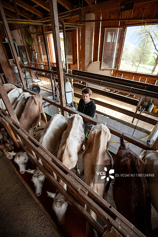 家山羊在畜栏里排队挤奶图片素材
