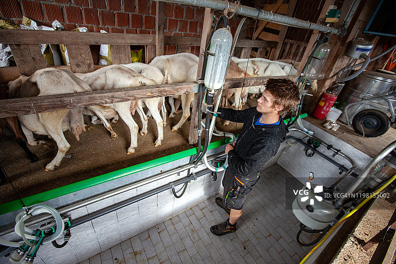 在奶牛场使用自动化挤奶机械的年轻男子图片素材