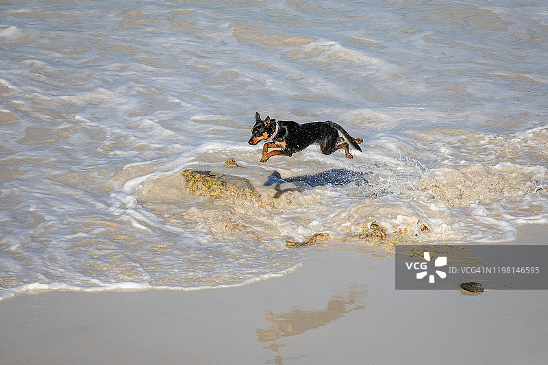在海浪中玩耍的黑色克尔皮犬，蓝色天堂海滩，澳大利亚西澳大利亚州埃斯佩兰斯图片素材