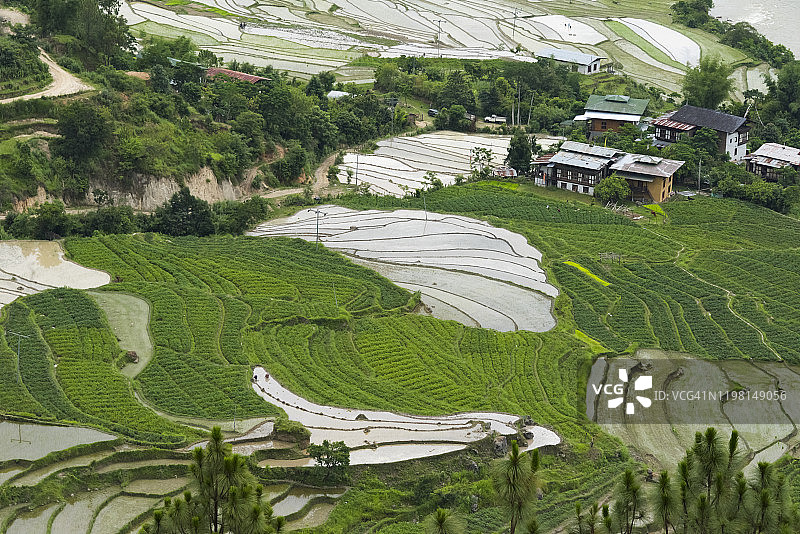 喜马拉雅山脉不丹普纳卡村庄的稻田房图片素材