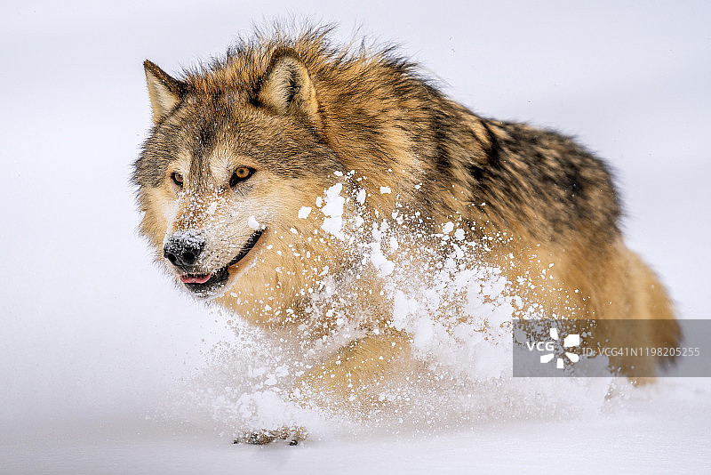 雪地奔跑的灰狼图片素材