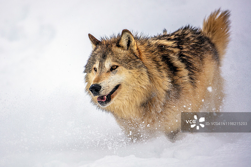 侧面拍摄的林狼图片素材