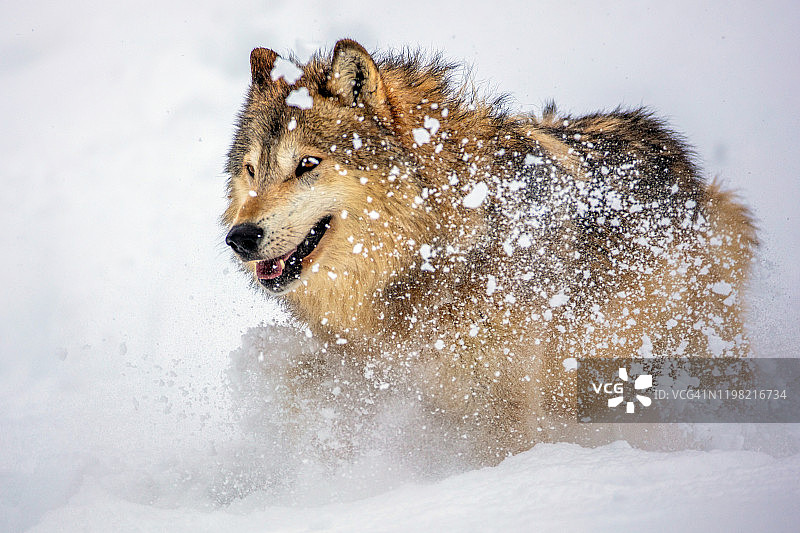 在雪地里奔跑和飞溅的灰狼侧面照图片素材