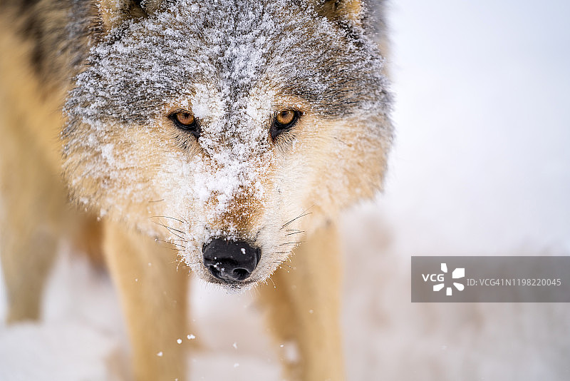 一匹正朝相机走来并看着镜头的森林狼面部特写图片素材