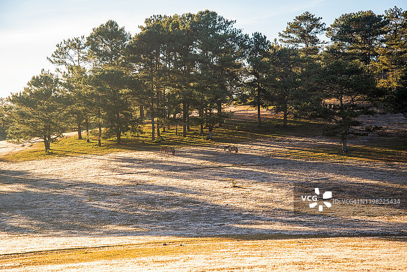农场大草甸上的马群（越南大叻市）图片素材