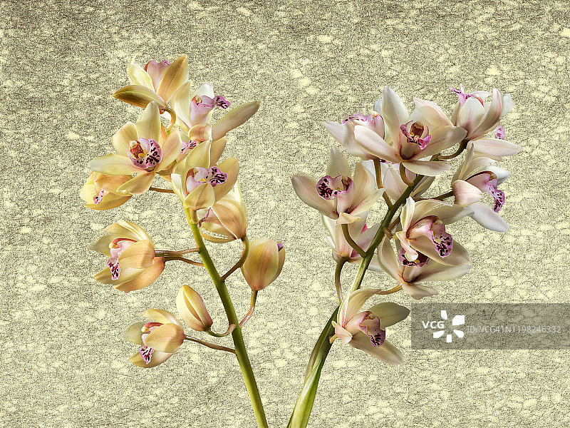 兰花枝（虎头兰属）图片素材