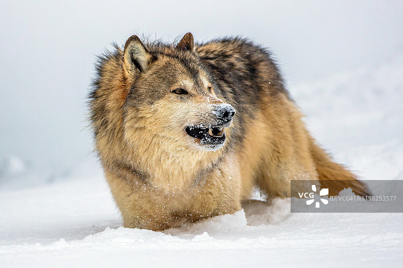 灰狼的正面照图片素材