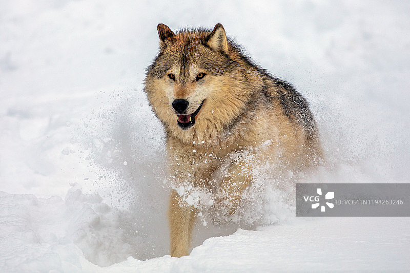 在雪地里快速奔跑的森林狼正面照图片素材