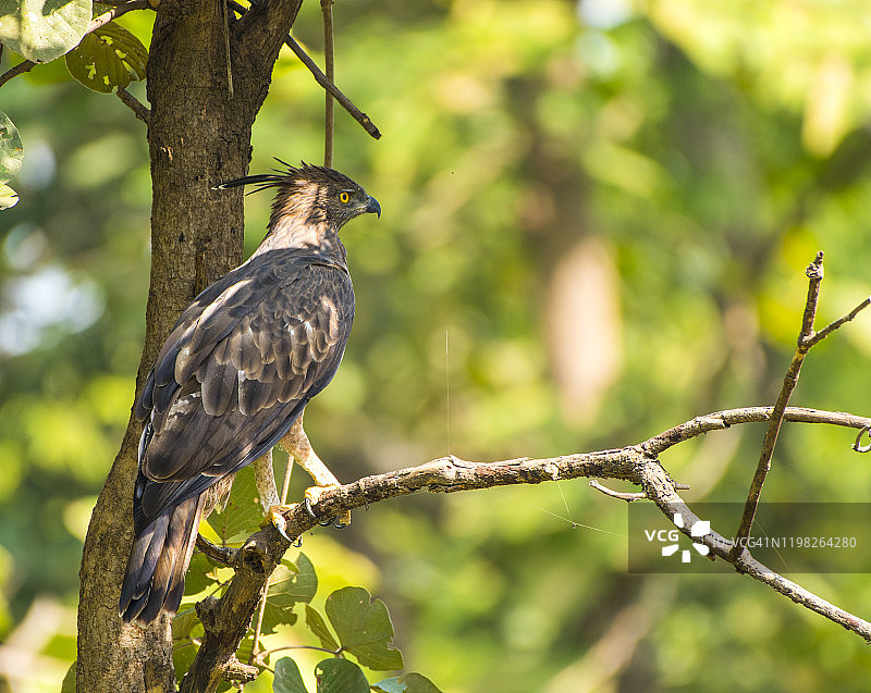 印度国家公园里的凤头鹰雕图片素材