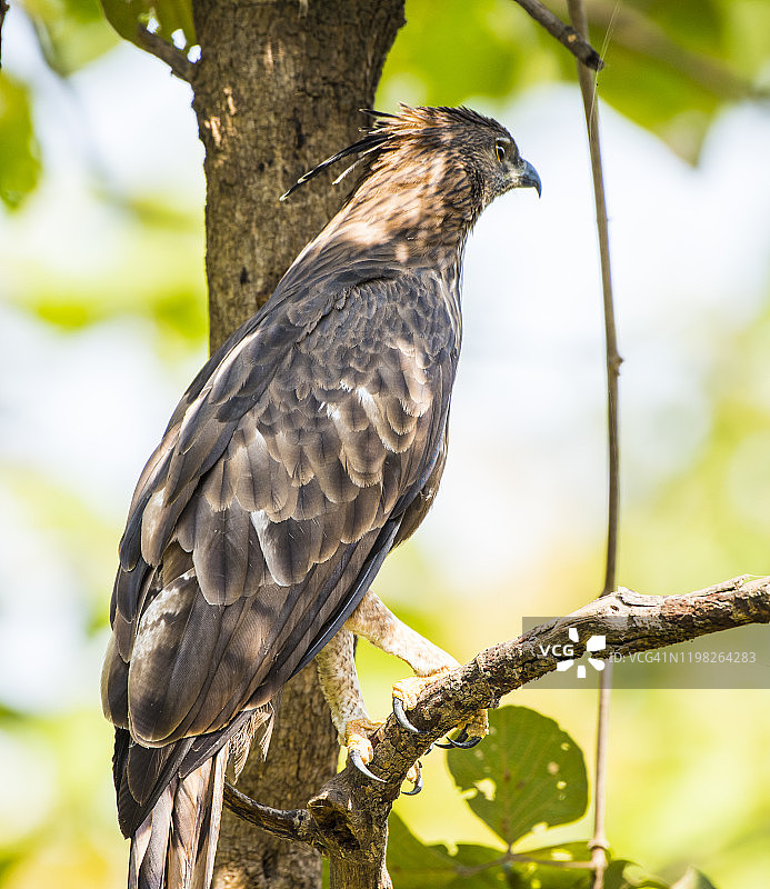 印度国家公园里的凤头鹰雕图片素材