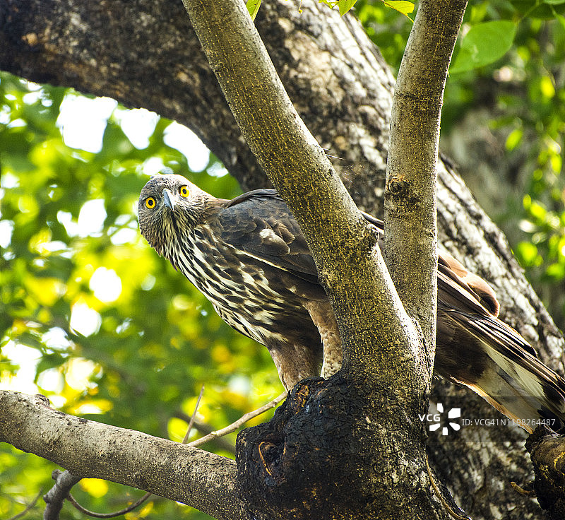 印度国家公园里的凤头鹰雕图片素材
