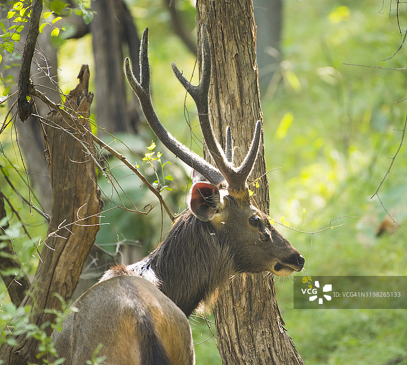 印度潘纳国家公园的波点鹿或花鹿图片素材
