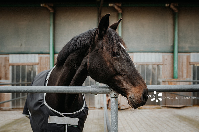 在带马毯的围栏里的马图片素材