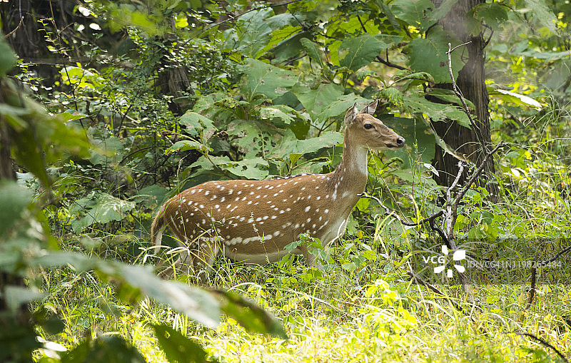 印度潘纳国家公园的波点鹿或花鹿图片素材