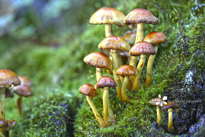 森林里的蘑菇图片素材