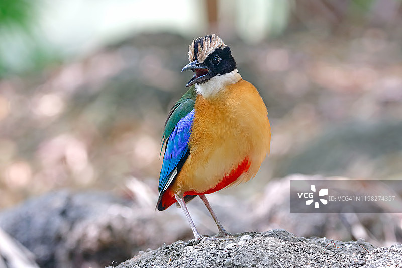 蓝翅八色鸫，泰国美丽的鸟类图片素材