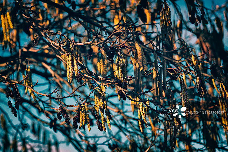 桤木柔荑花序和球果图片素材