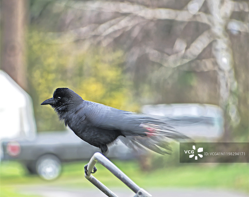 美洲乌鸦图片素材