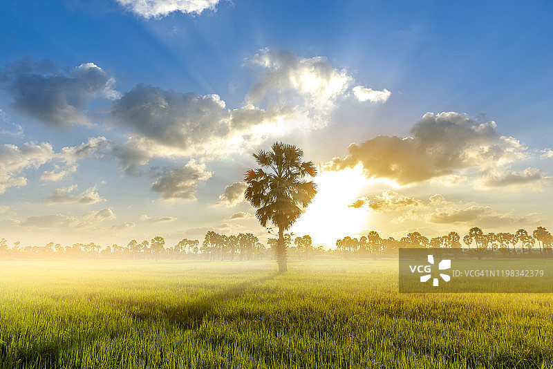 泰国金色光芒下的稻田图片素材