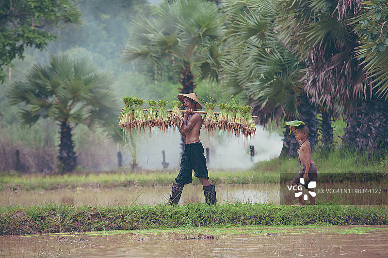 农民脱粒稻谷图片素材