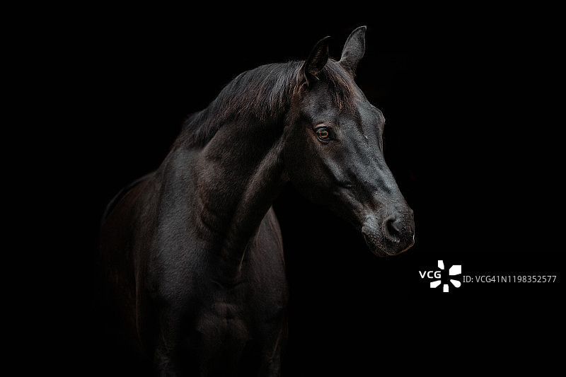 黑色背景前的黑马图片素材