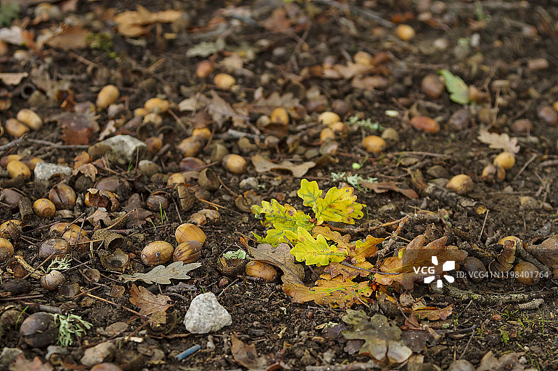橡树叶和果实图片素材