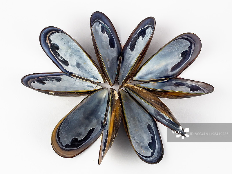 白色背景上的贻贝壳图片素材